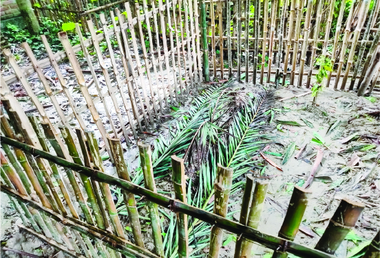 Image of মো: মেহেদী হাসান
